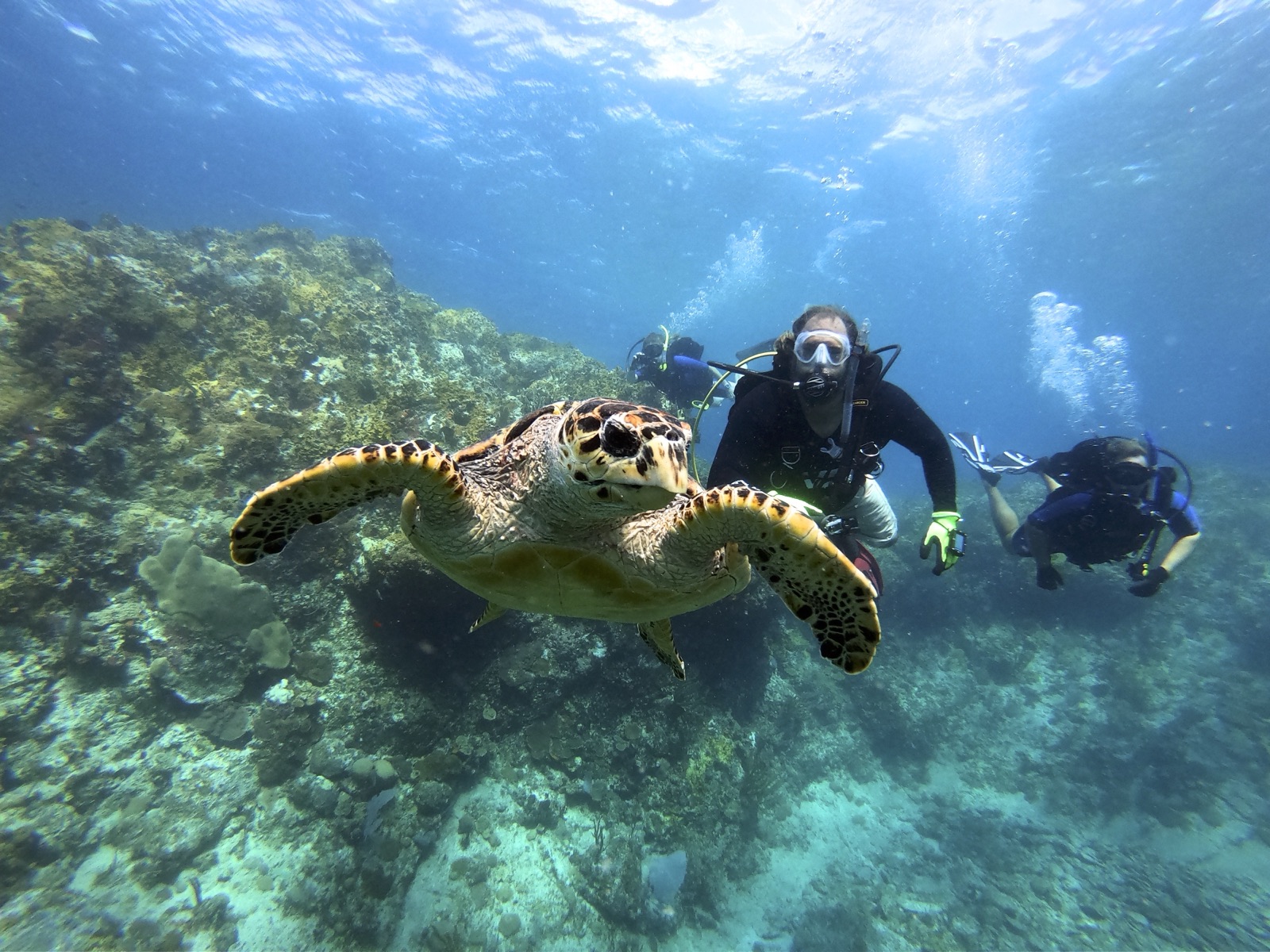 A sea turtle swimming past divers on a reef